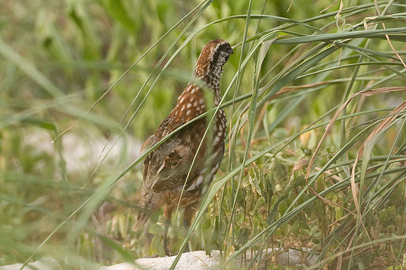 Black-throated Bobwhite (Colinus nigrogularis) also known as Yucatan Bobwhite