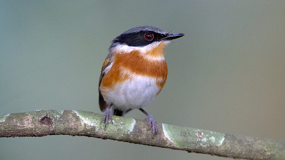 Cape Batis (Batis capensis) Female