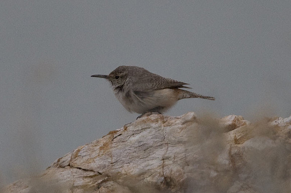 Rock Wren (Salpinctes obsoletus)