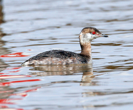 Horned Grebe (Podiceps auritus) winter plumage; also known as Slavonian Grebe