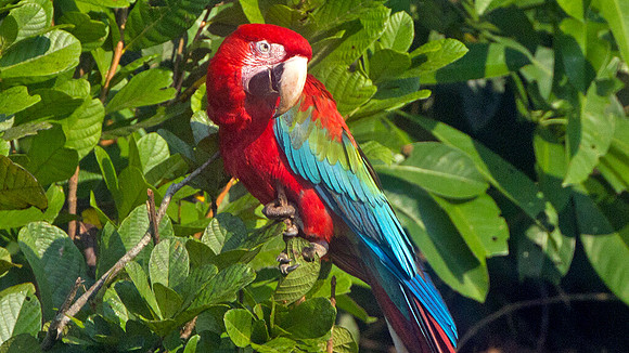 Red-and-green Macaw (Ara chloropterus)