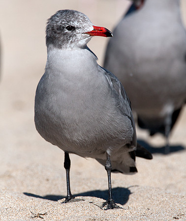 Heermann's Gull (Larus heermanni)