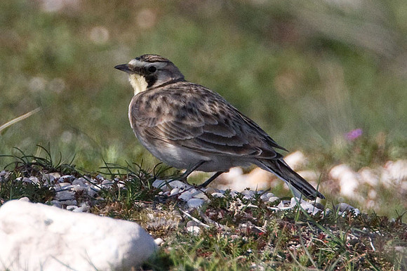 Horned Lark (Eremophila alpestris) also known as Shore Lark
