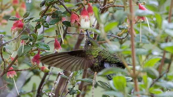 Tyrian Metaltail (Metallura tyrianthina)