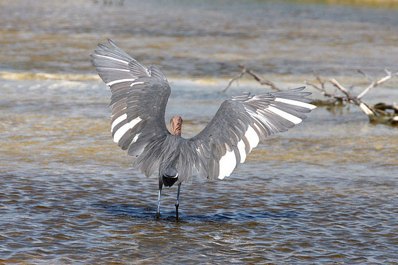 Reddish Egret (Egretta rufescens)