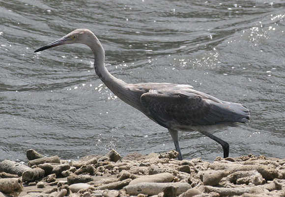 Reddish Egret (Egretta rufescens) immature