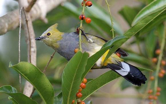 Long-tailed Silky-flycatcher (Ptilogonys caudatus) female
