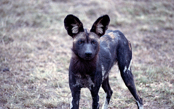 1988 hunting dogs img352