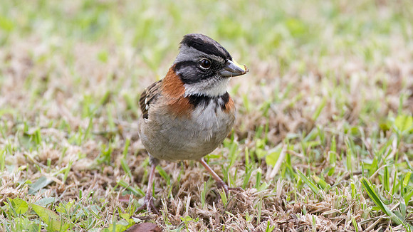 Rufous-collared Sparrow (Zonotrichia capensis)