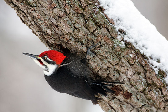 Pileated Woodpecker (Dryocopus pileatus) male