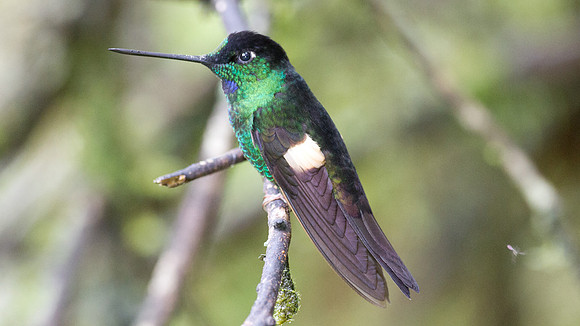 Buff-Winged Starfrontlet (Coeligena lutetiae)