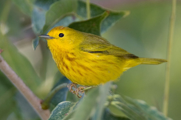 Yellow Warbler (Dendroica petechia) male