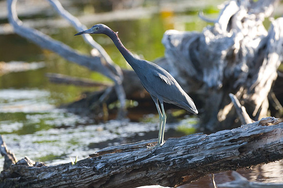 Little Blue Heron (Egretta caerulea)