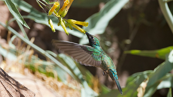 Sparkling Violetear (Colibri coruscans)