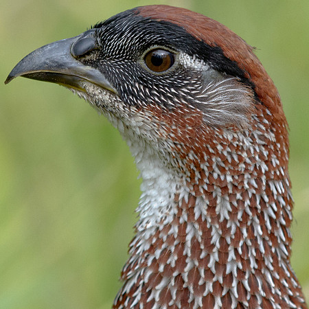 Erckel's Francolin (Pternistis erckelii)