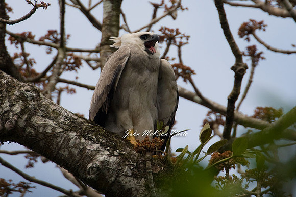 Harpy Eagle (Harpia harpyja)