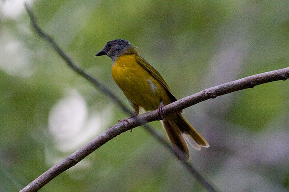 Grey-headed Tanager (Eucometis penicillata)