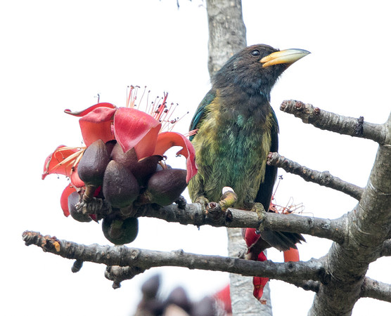 Great barbet (Megalaima virens)
