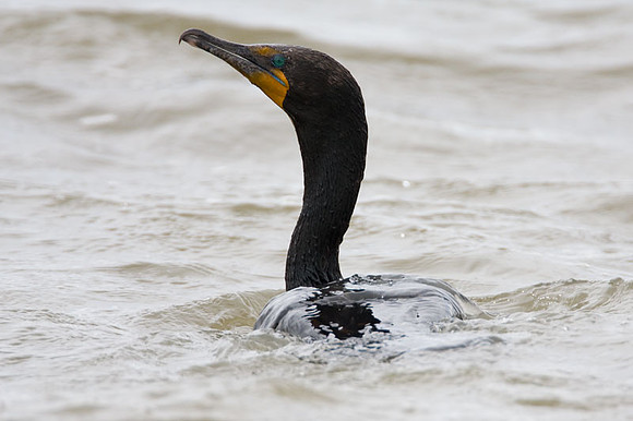Double-crested Cormorant (Phalacrocorax auritus)