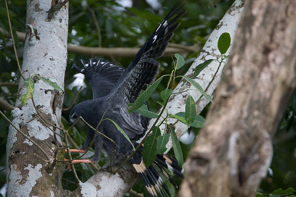 Crane Hawk (Geranospiza caerulescens)
