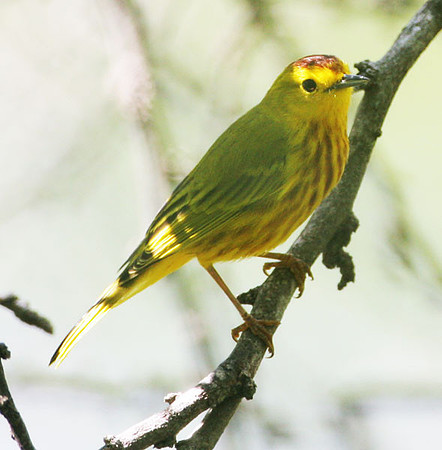 Yellow Warbler (Dendroica petechia) male