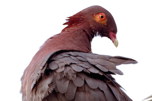 Scaly-naped Pigeon (Patagioenas squamosa)