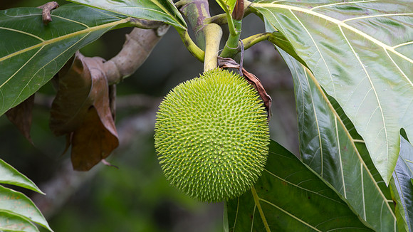 Breadfruit (Artocarpus altilis)