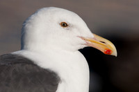 Western Gull (Larus occidentalis)