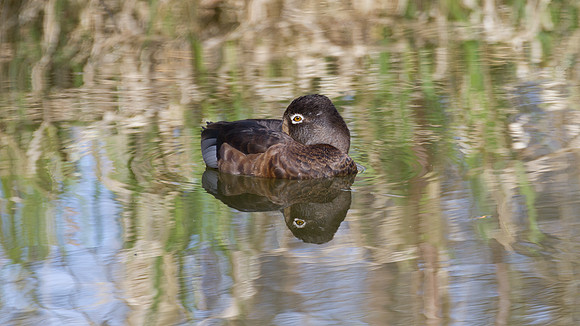 Ring-necked Duck (Aythya collaris) female