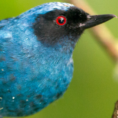 Masked Flowerpiercer (Diglossopis cyanea)