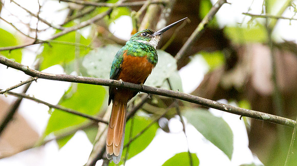 Rufous-tailed Jacamar (Galbula ruficauda)
