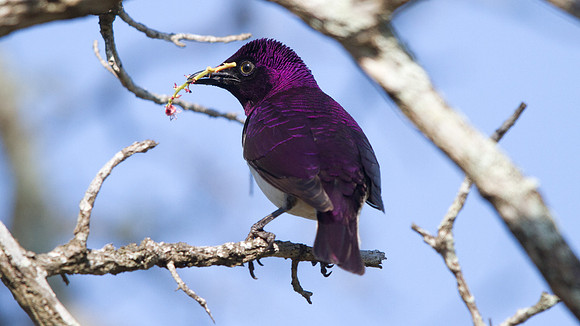 Violet-backed Starling (Cinnyricinclus leucogaster)