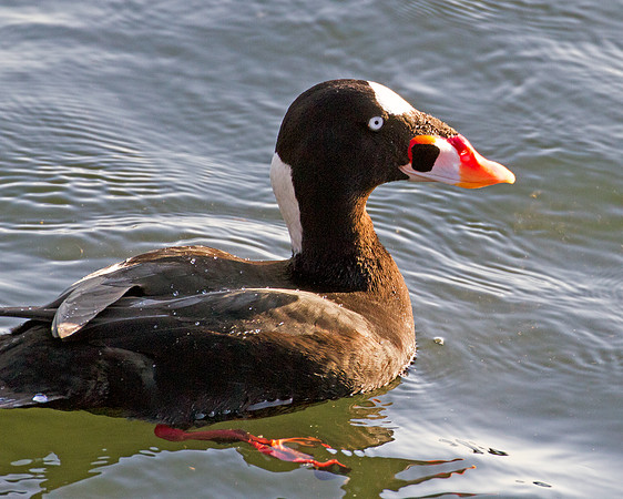 Surf Scoter (Melanitta perspicillata)