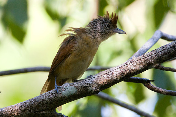 Barred Antshrike (Thamnophilus doliatus) female