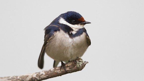 White-throated Swallow (Hirundo albigularis)