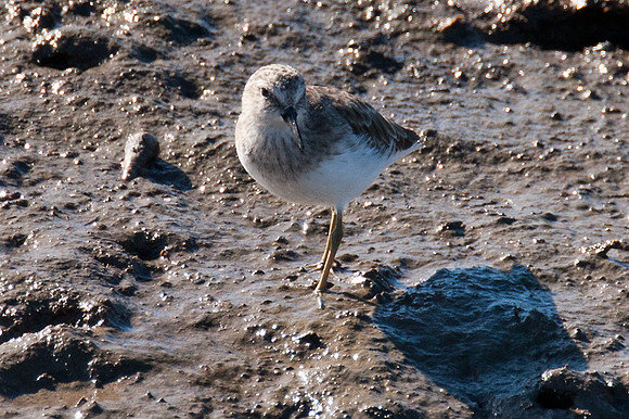 Least Sandpiper (Calidris minutilla)