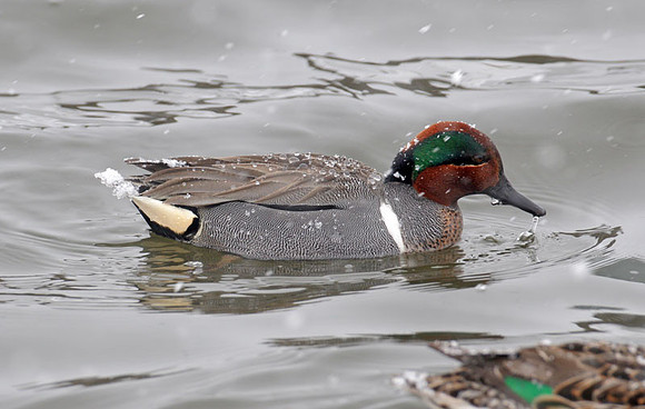 Green-winged Teal (Anas carolinensis) male