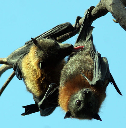 Grey-headed Flying-Fox (Pteropus poliocephalus)