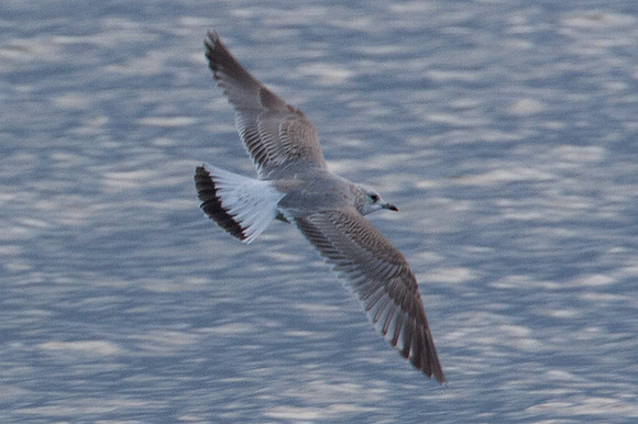 Common Gull (Larus canus) juvenile