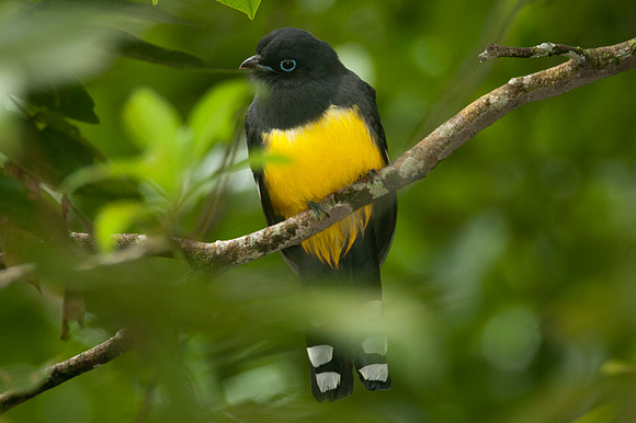Black-headed Trogon (Trogon melanocephalus)