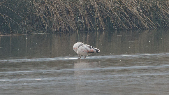 Chilean Flamingo (Phoenicopterus chilensis)