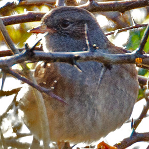 Dunnock (Prunella modularis)