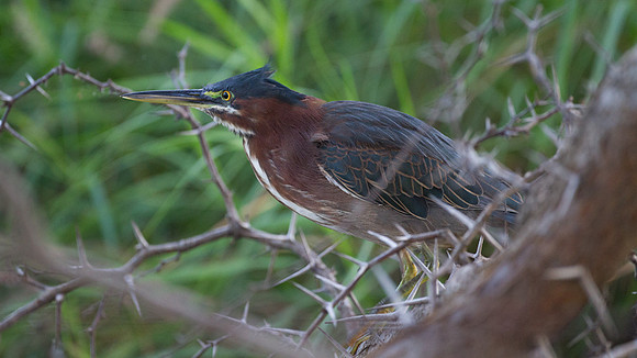 Green Heron (Butorides virescens)