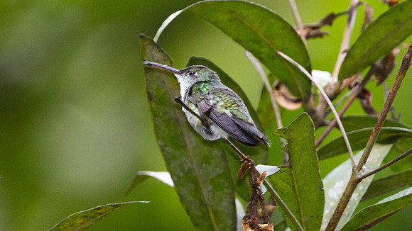 White-bellied Hummingbird (Amazilia chionogaster)