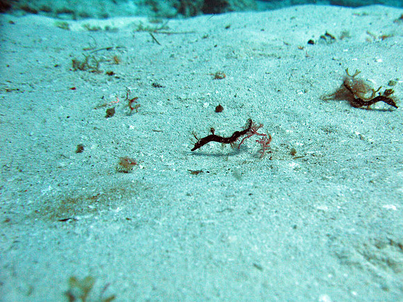 IMG_1462