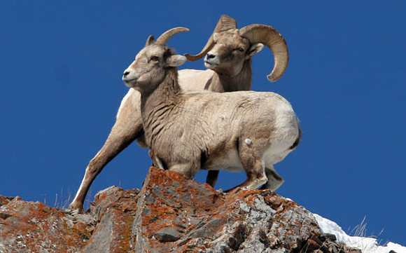 Bighorn sheep (Ovis canadensis) male and female