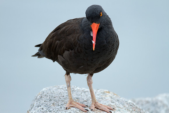 Black Oystercatcher (Haematopus bachmani)