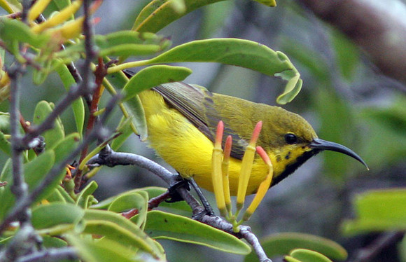 Yellow-bellied Sunbird (Cinnyris jugularis) juvenile; also known as Olive-backed Sunbird