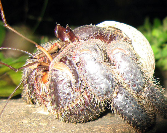 Coconut Crab (Birgus latro)