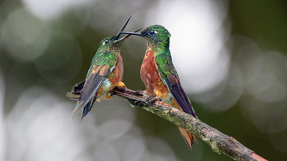 Chestnut-breasted Coronet (Boissonneaua matthewsii)